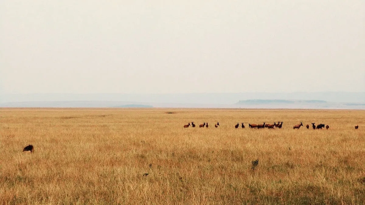Panorama avec un lion qui observe des antilopes dans la savane