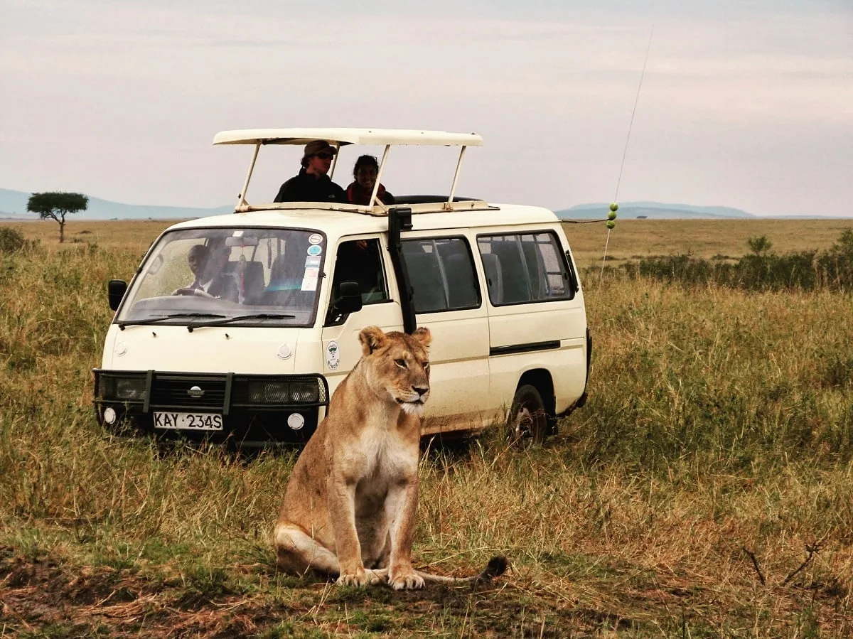 Lionne assise devant un van dans la savane