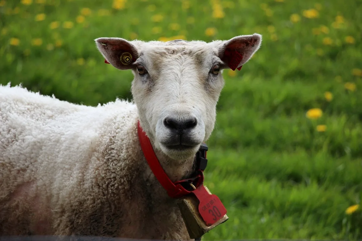 Les moutons ne sont jamais loins en Norvège...