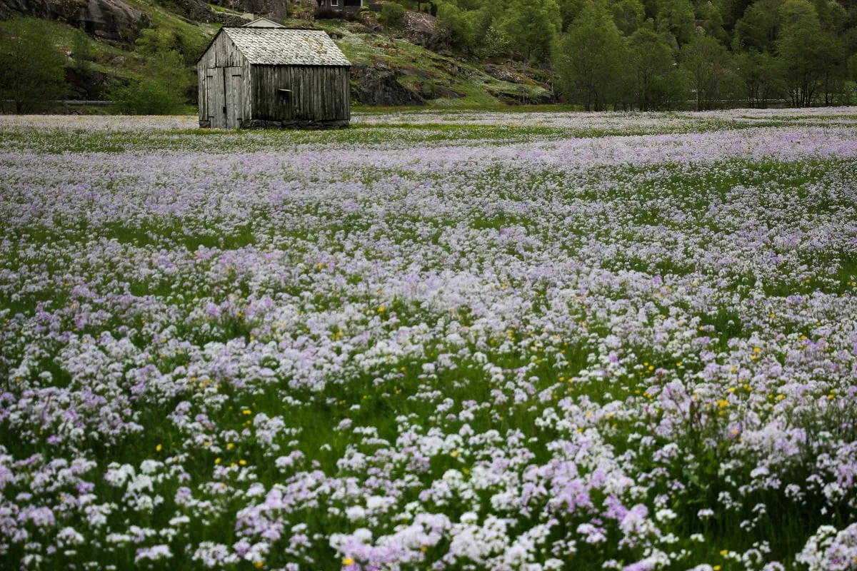 Clairière près d'Odda en Norvège