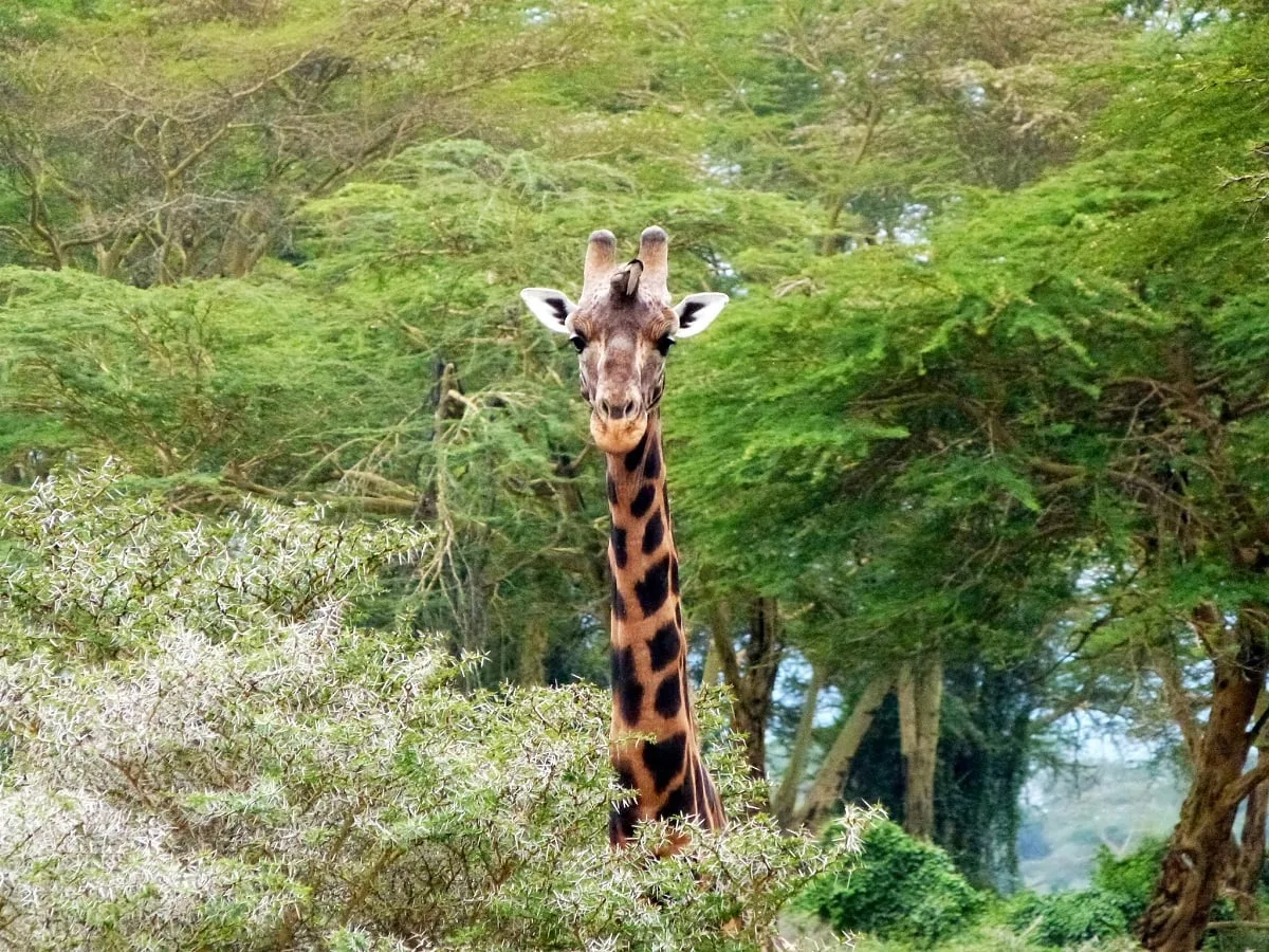 Une girafe tachetée de noir dont on aperçoit que le cou et la tête au-dessus des feuillages