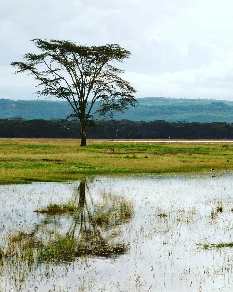 Le lac Nakuru au Kenya