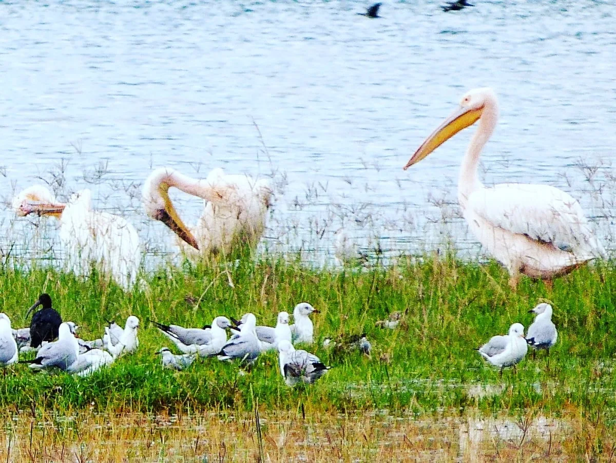 Les oiseaux du lac Nakuru au Kenya