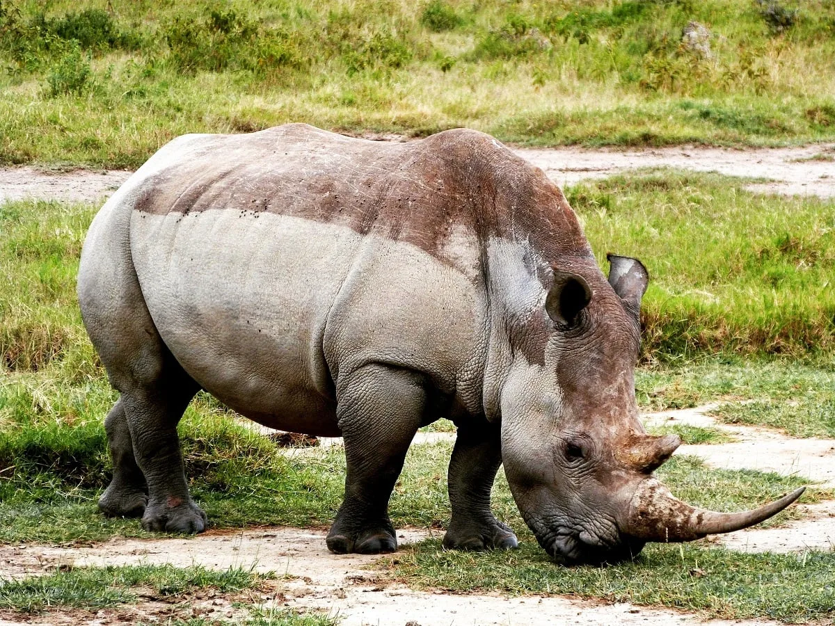Un rhinocéros dans l'herbe