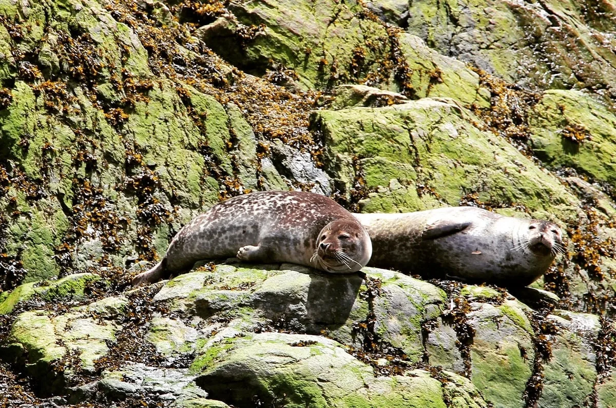 Phoques se reposant sur des rochers