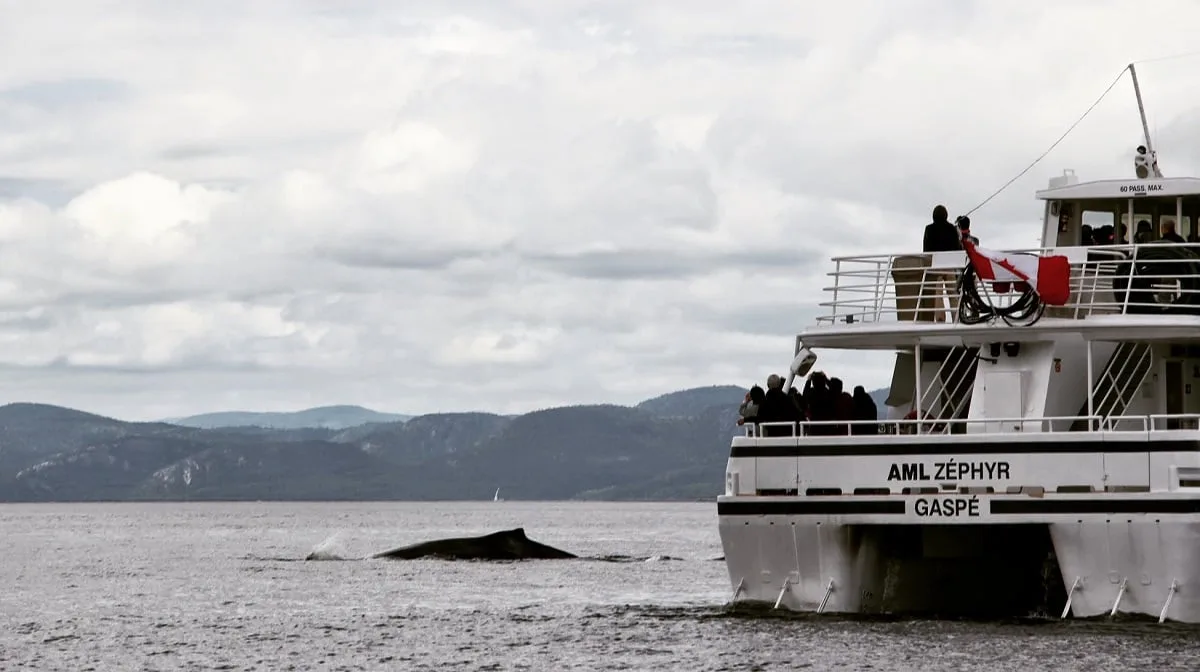 L'observation des baleines à Tadoussac