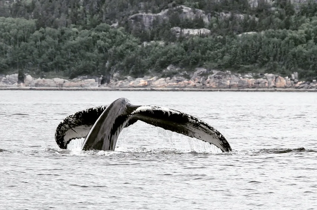 L'observation des baleines à Tadoussac