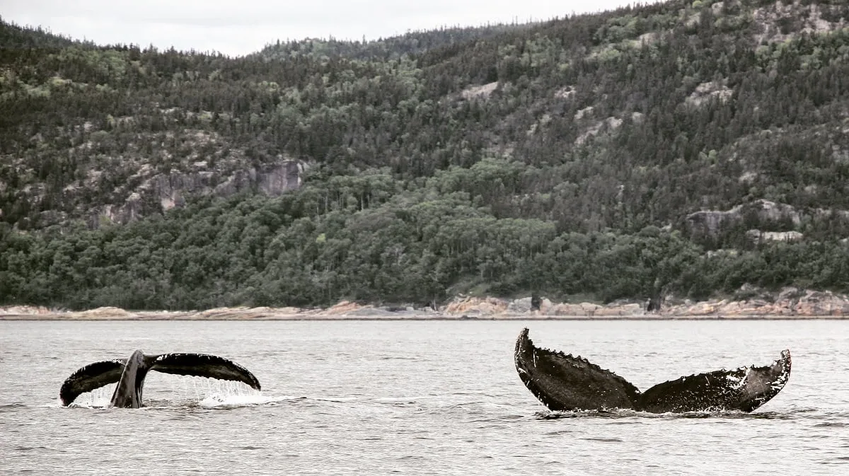 Deux queues de baleine hors de l'eau