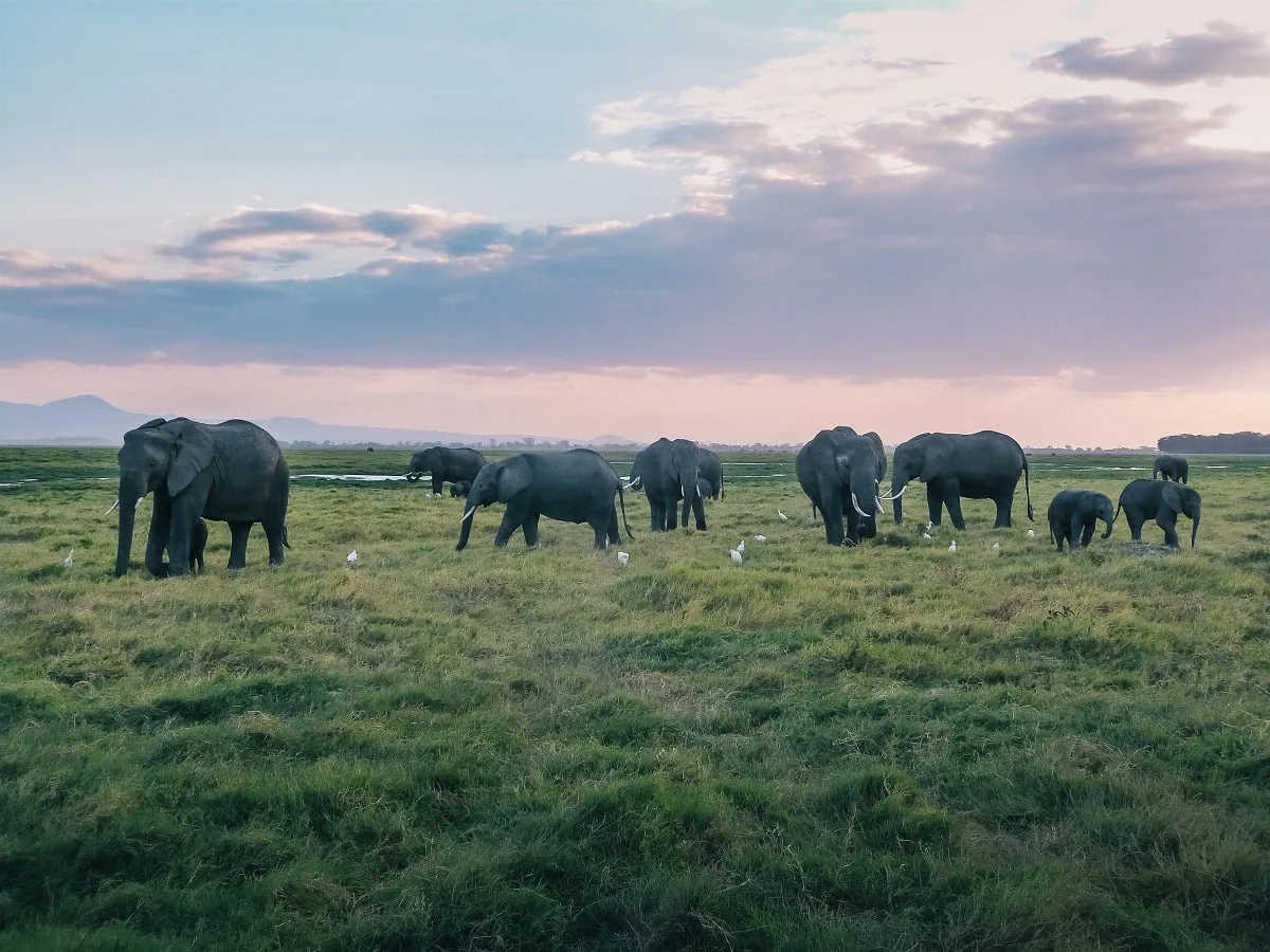 Troupeau d'éléphants aperçus durant un safari à Amboseli au Kenya
