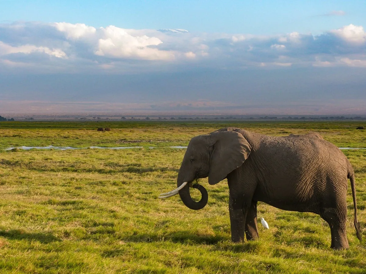 Un éléphant dans l'herbe