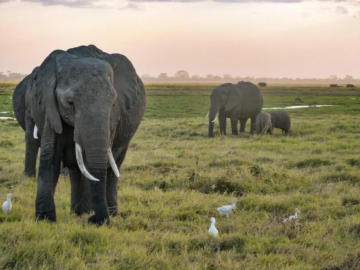 Parc national d'Amboseli au Kenya
