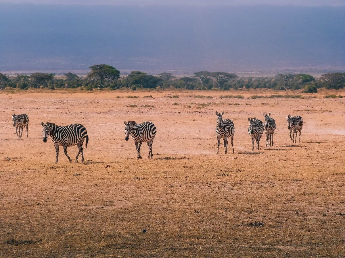 Zèbres dans la savane