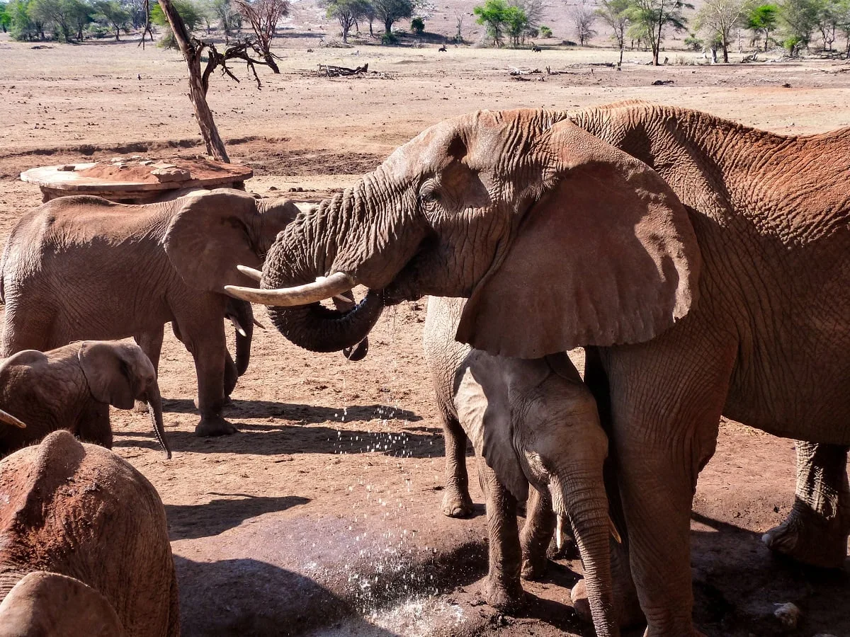 Les éléphants qui s'abreuvent au pied du Sarova Saltlick Lodge
