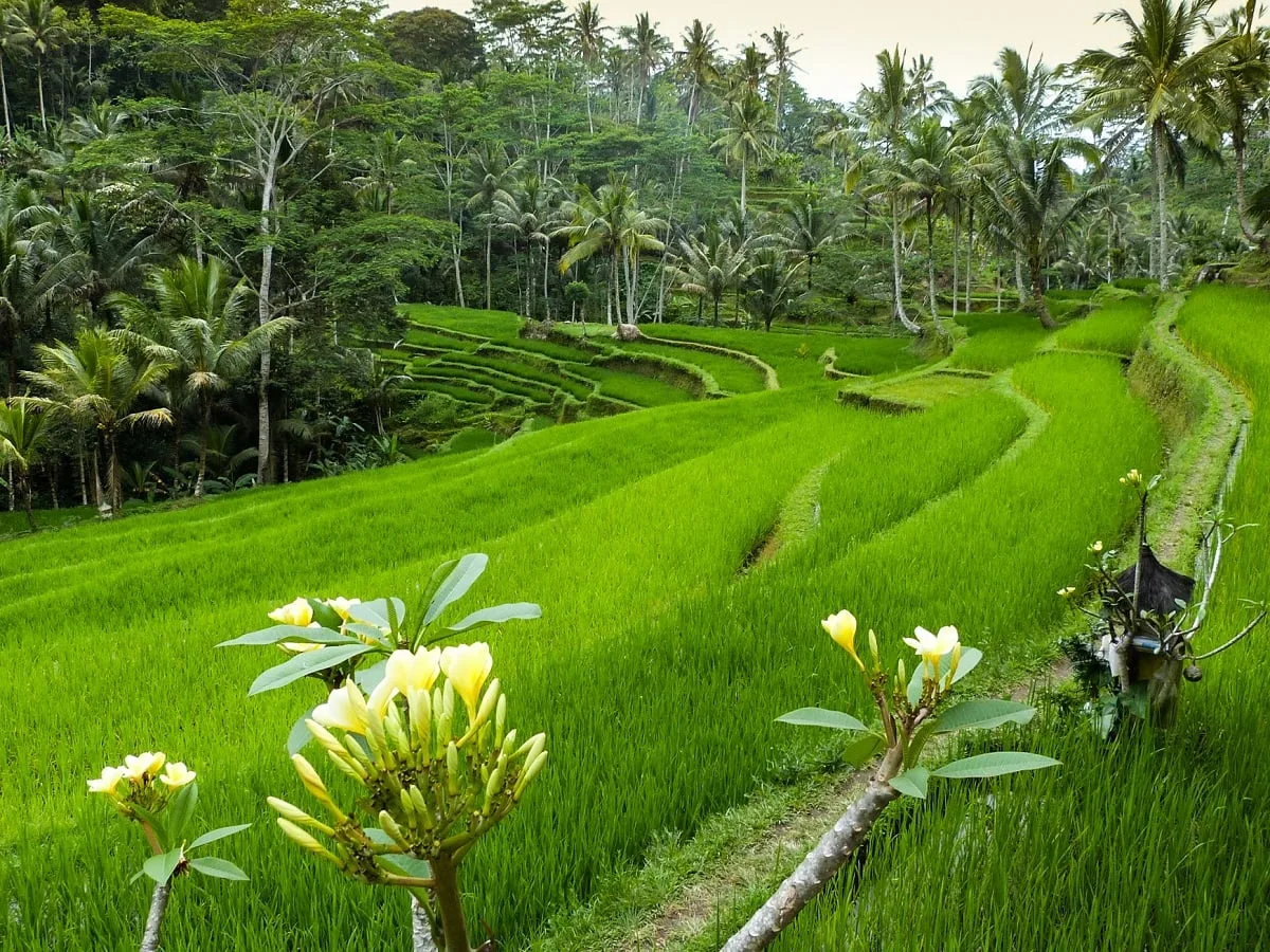 Des rizières à Bali, près du temple de Gunung Kawi