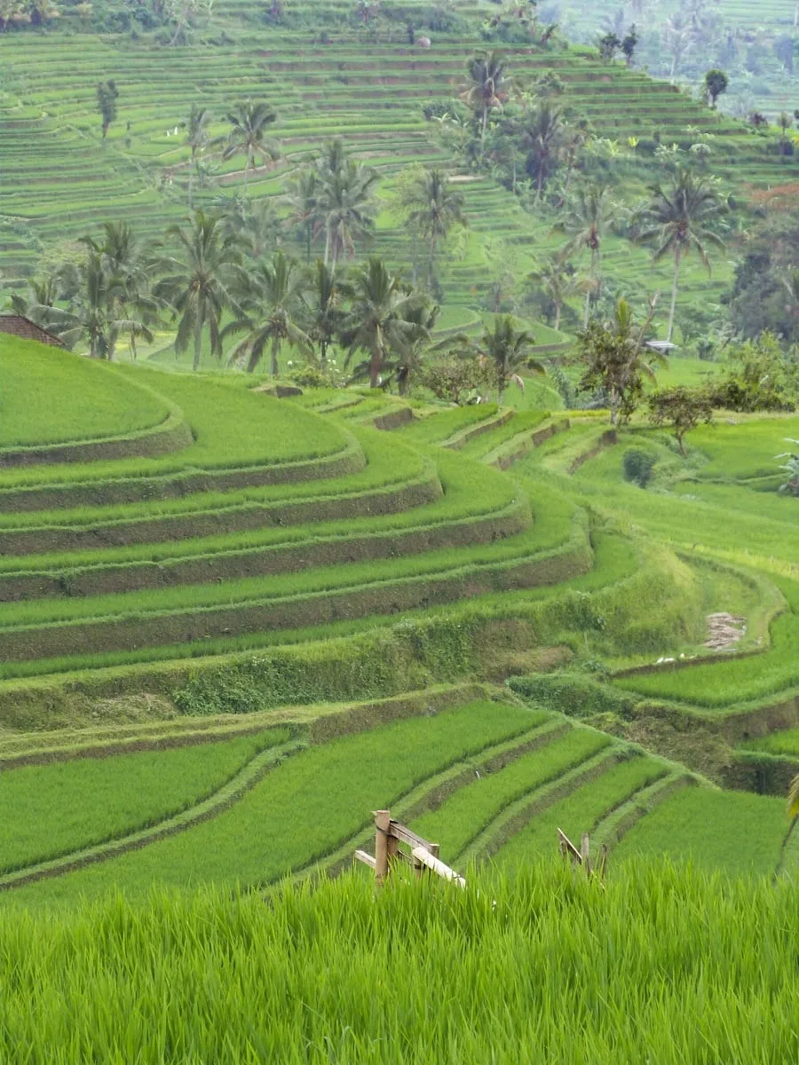 Dans les rizières de Jatiluwih à Bali