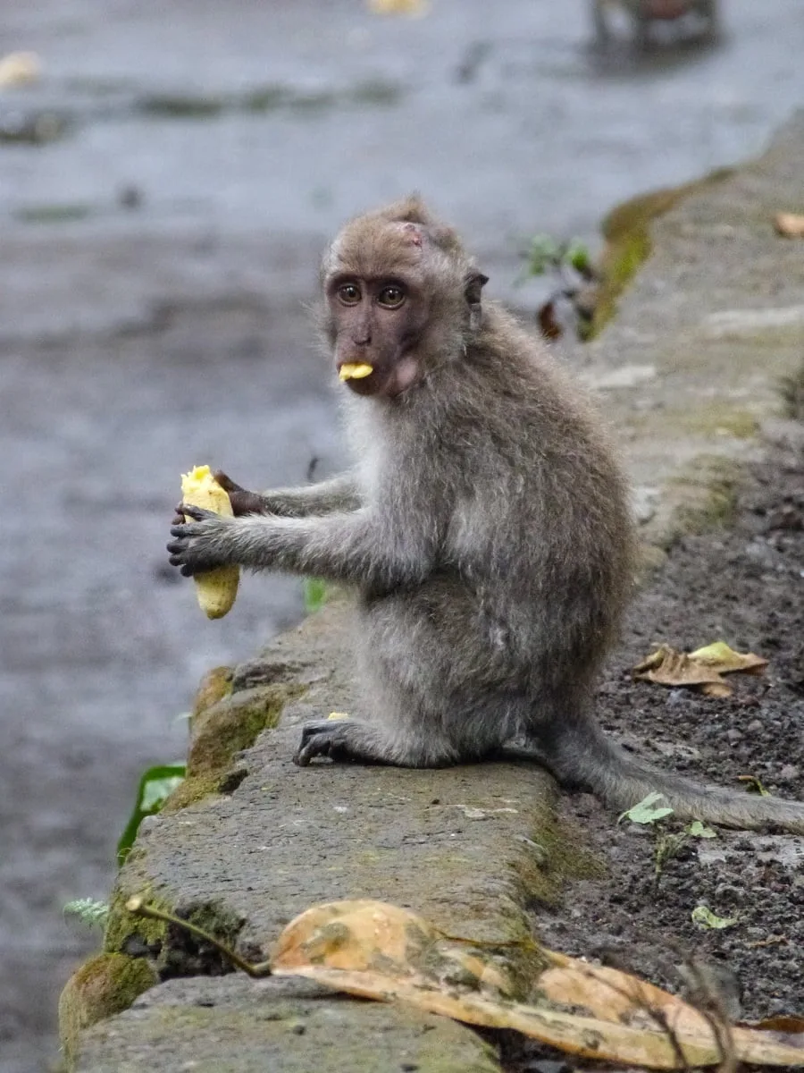 Un singe à Ubud, Bali
