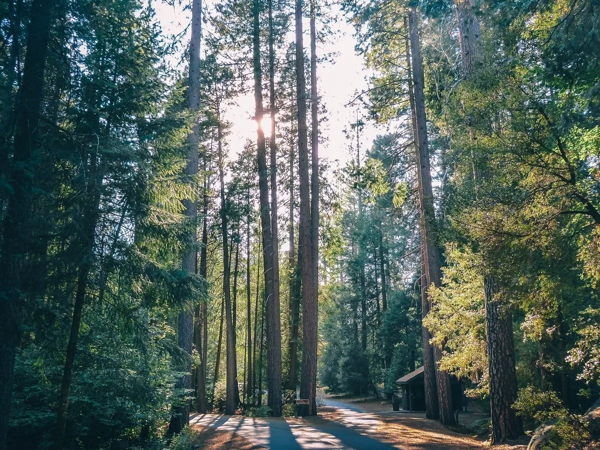 Dans la forêt à Yosemite