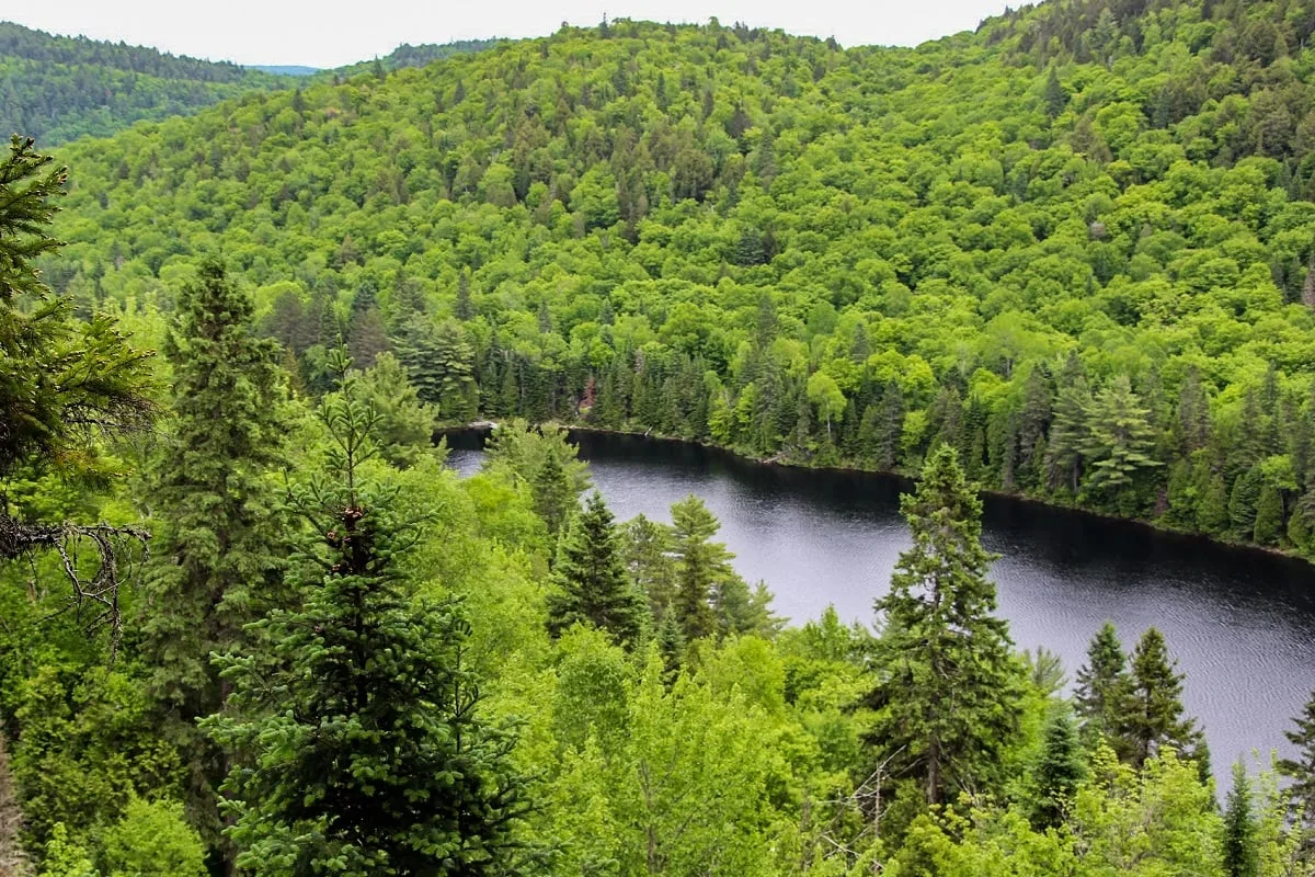 Le parc de la Mauricie au Québec : verdoyant au mois de juin