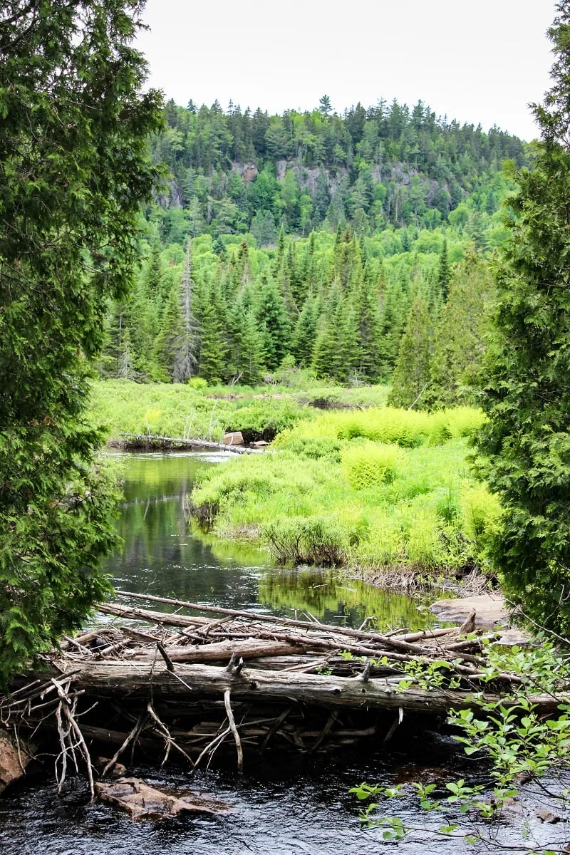 Dans le parc national de la Mauricie au Québec : la verdure de l'été !