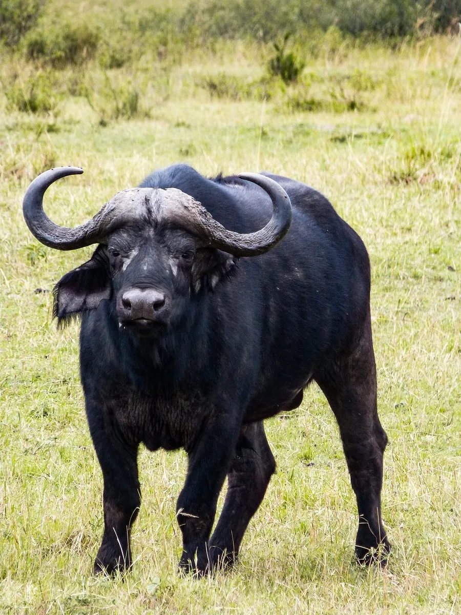 Un buffle