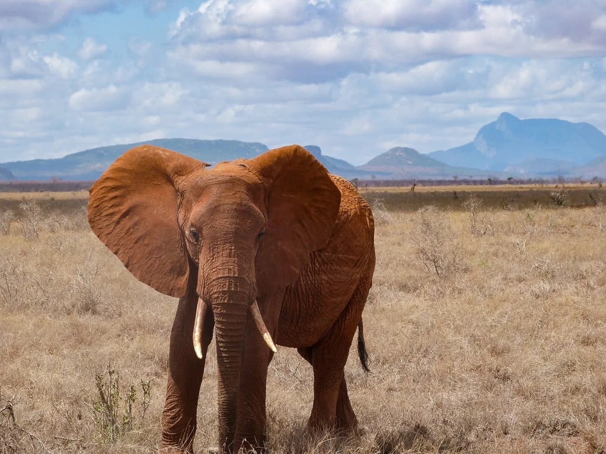 Un éléphant avec de la poussière sur la peau, dans le parc Tsavo Est au Kenya