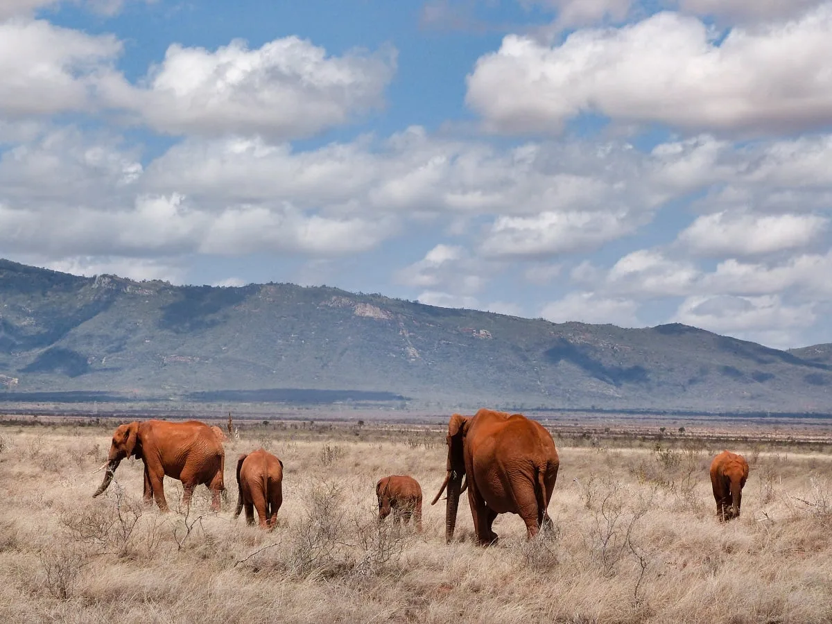 Eléphants aux couleurs ocres qui marchent dans les herbes sèches