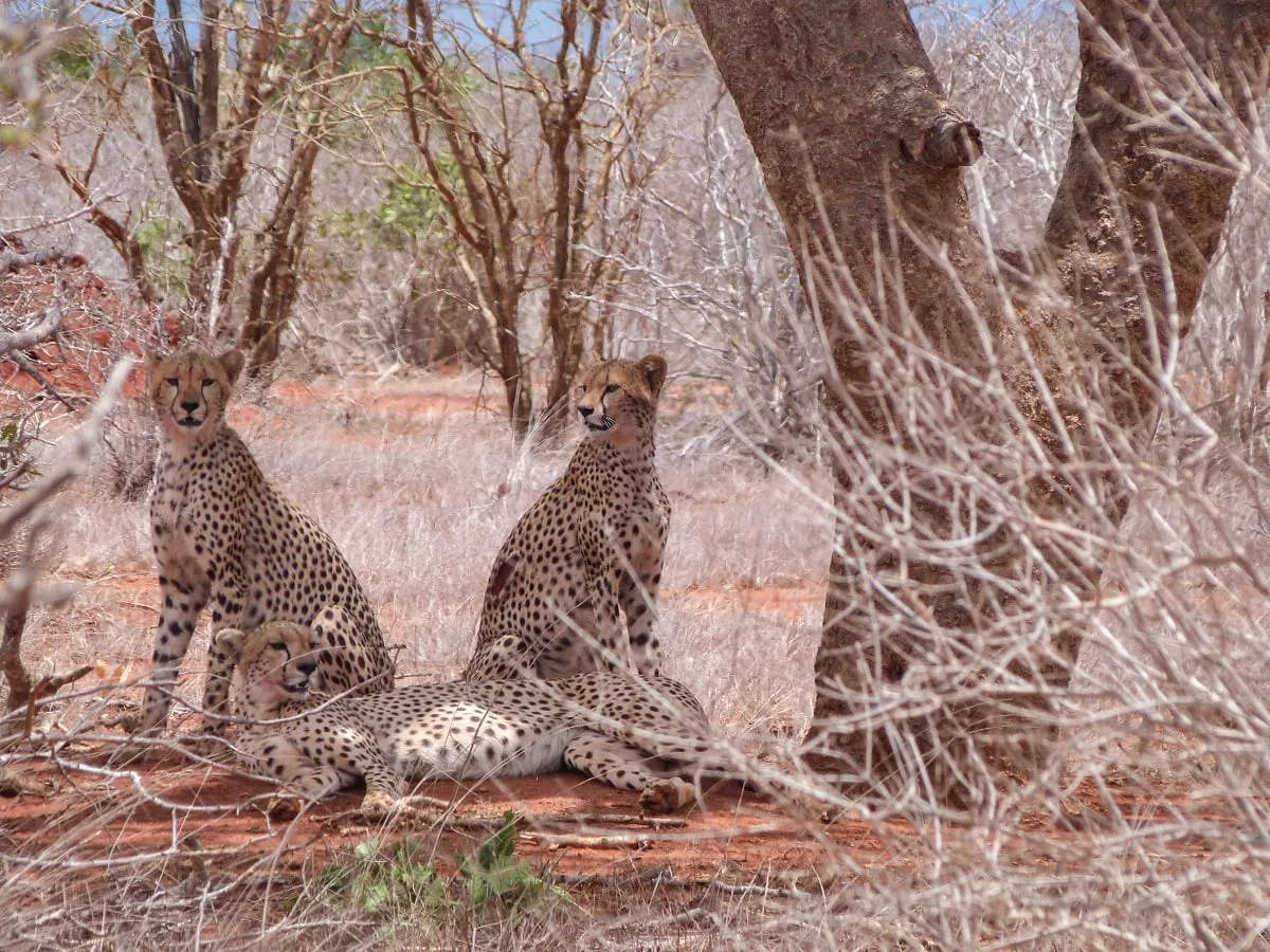 Des guépards assis au pied d'un arbre