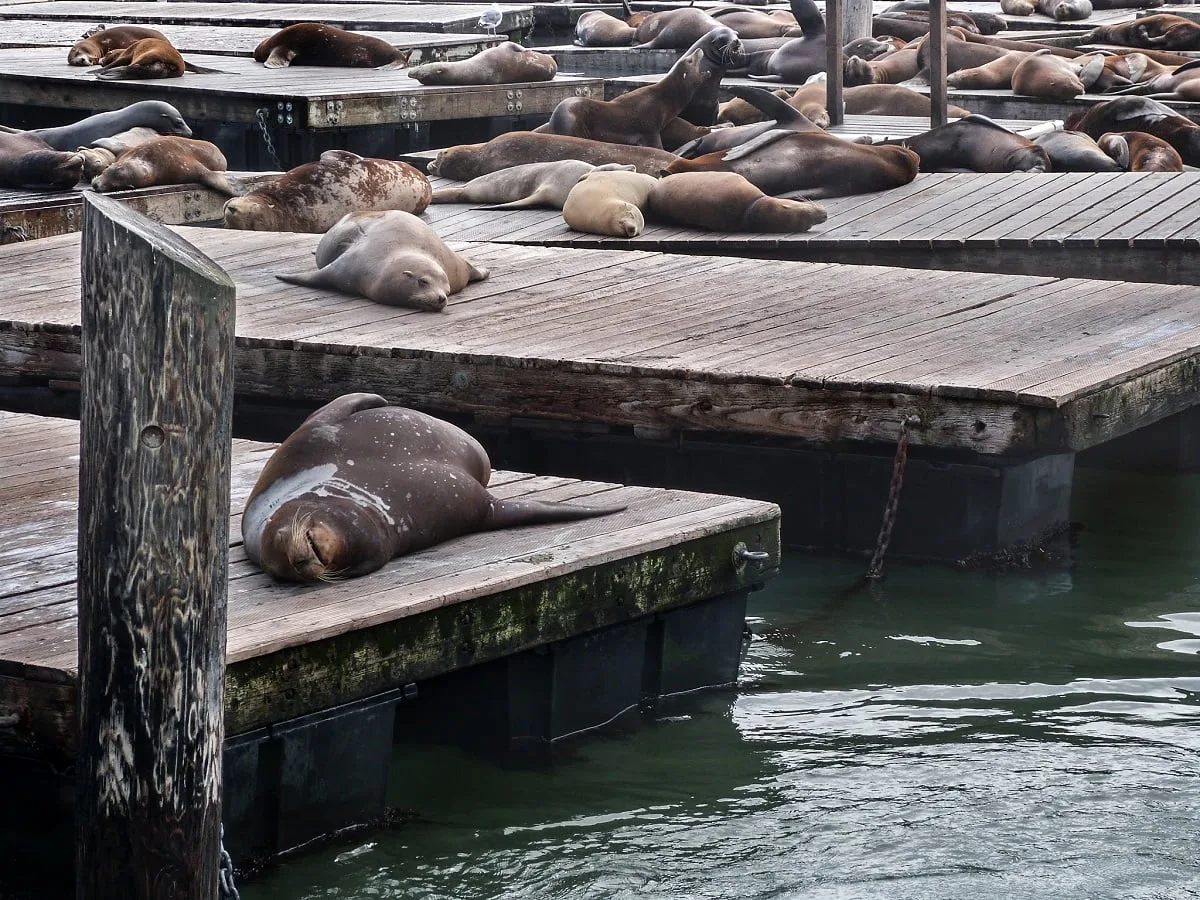 Les otaries du Pier 39 : une attraction à San Francisco