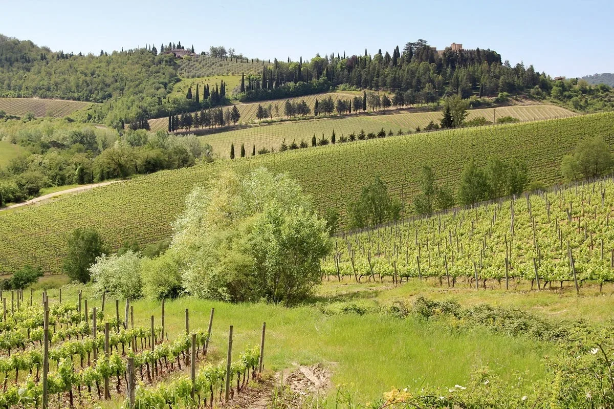 Un paysage vallonné de vignes en Toscane
