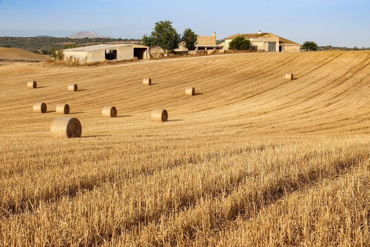La moisson à Majorque l'été