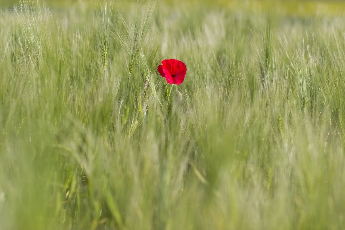 Au printemps on peut trouver des coquelicots sur le chemin de randonnée du Cap Blanc-Nez