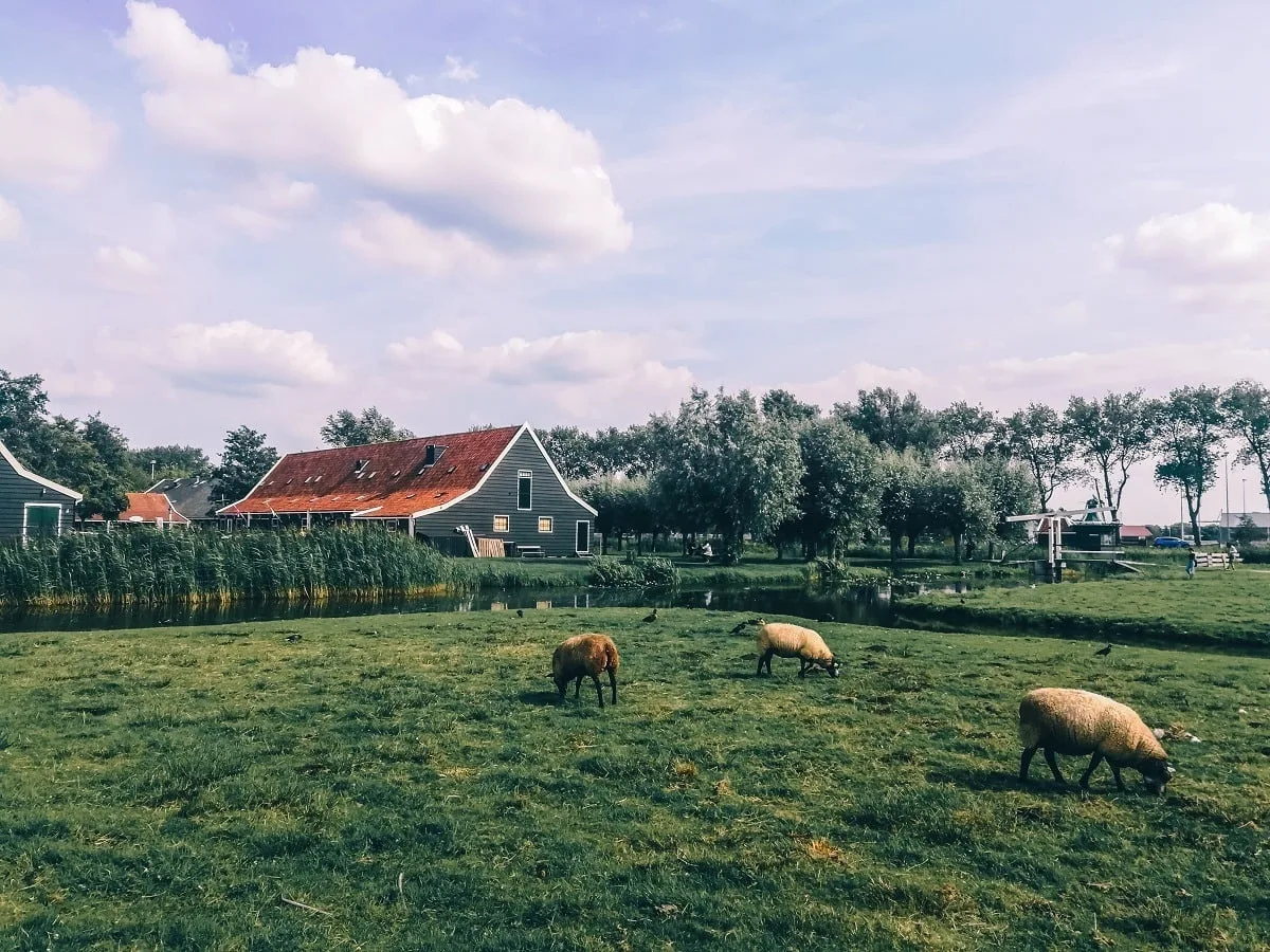 Moutons paissant dans un champ