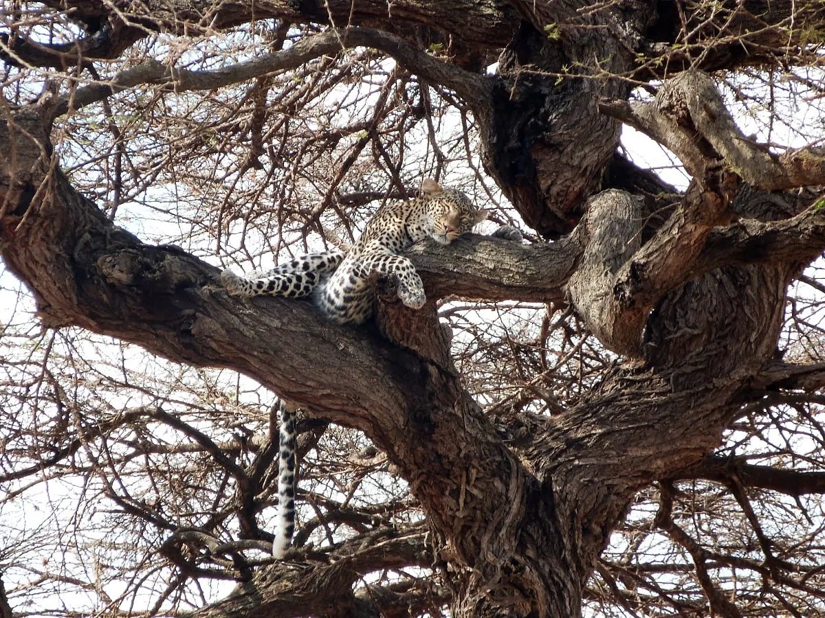 Léopard dans un arbre