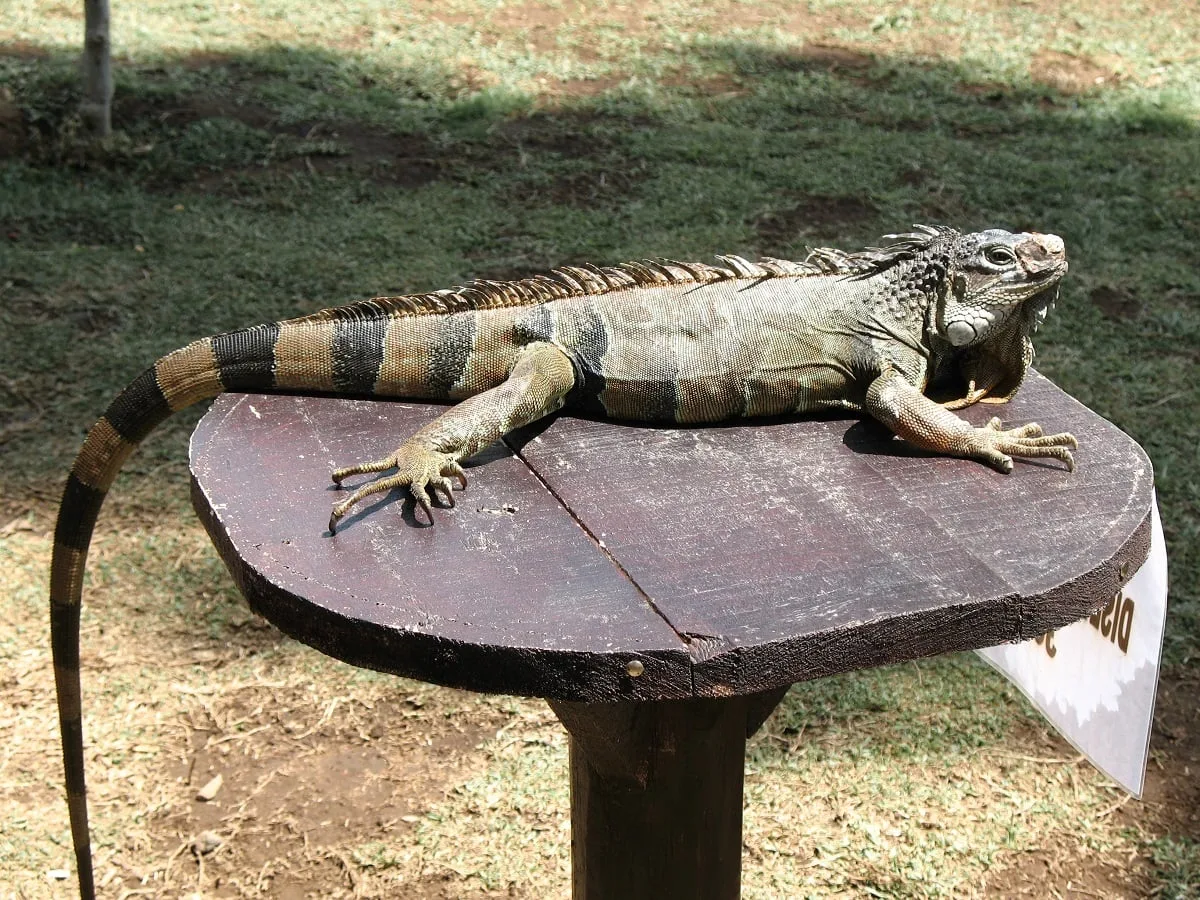 Un iguane à Bali