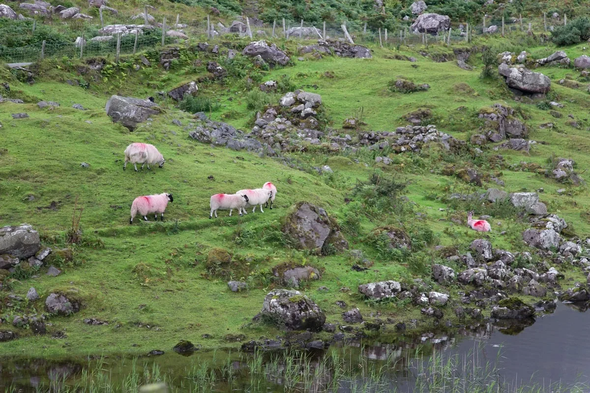 Des moutons dans un décor verdoyant et avec des rochers