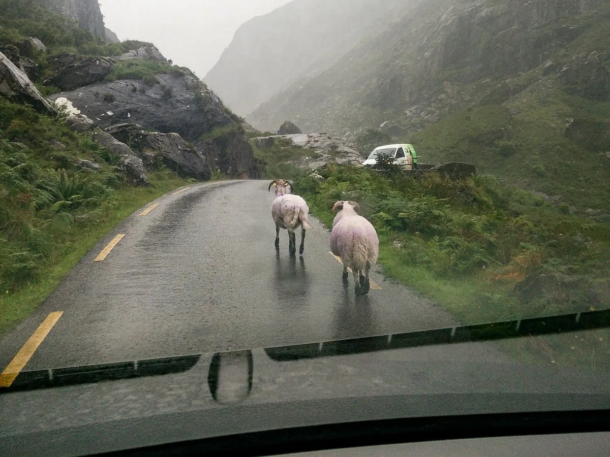 Des moutons sur la route vus depuis la voiture, sous la pluie