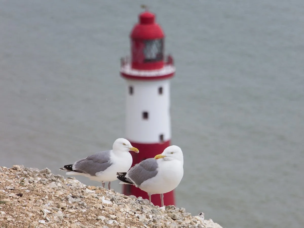 Vue sur le Beachy Head Lighthouse : les mouettes sont là également !