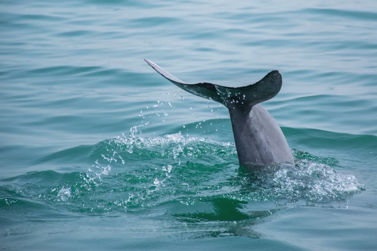 L'observation des dauphins lors d'une sortie en mer au Bahreïn