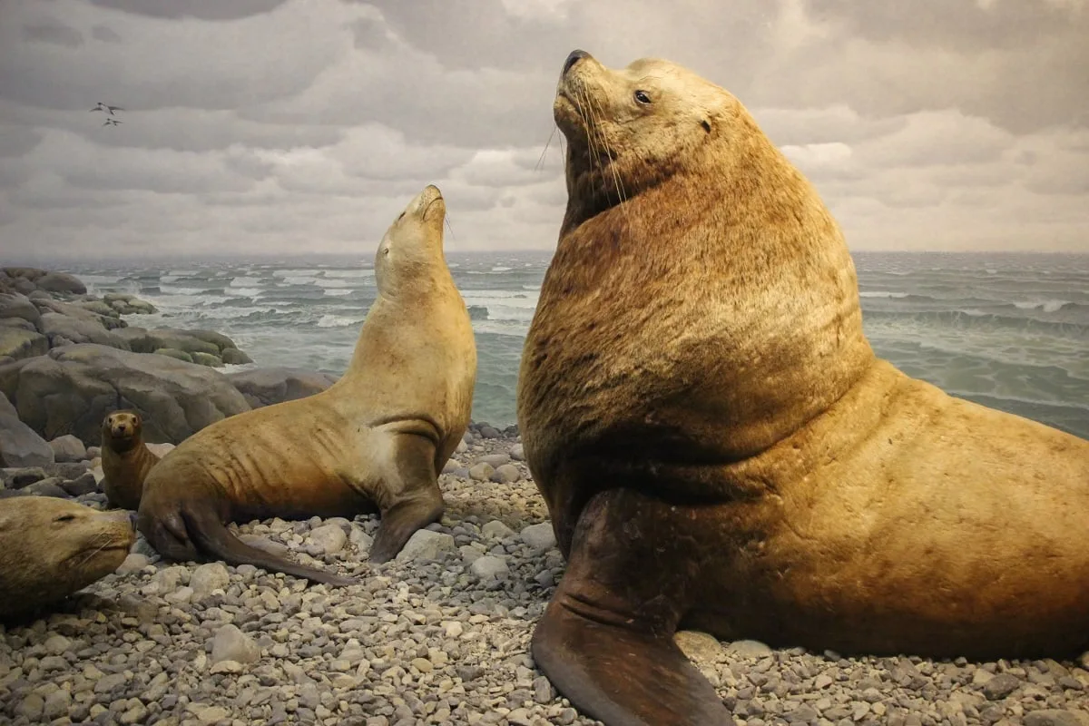 Des animaux naturalisés dans le museum d'histoires naturelles de New-York