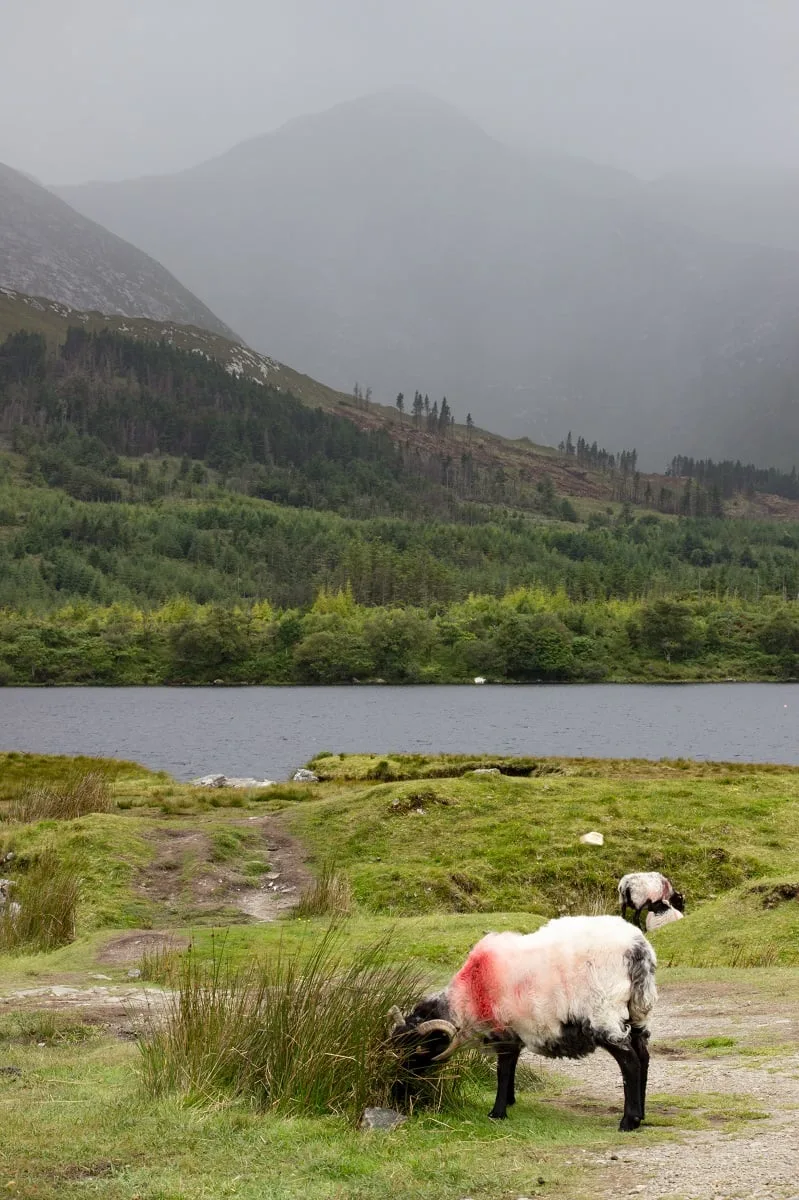 Moutons dans la verdure avec un lac au fond
