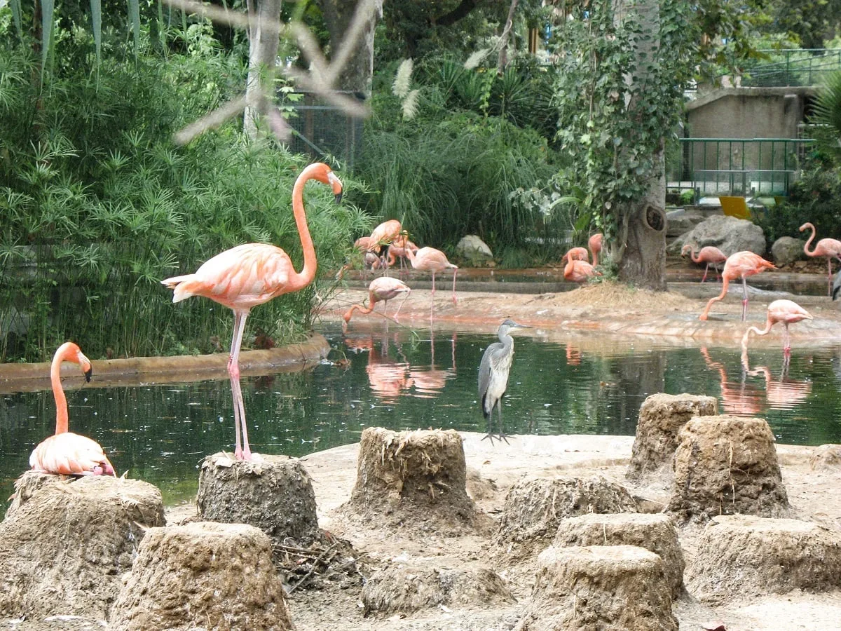 Des flamants rose dans le zoo de Barcelone