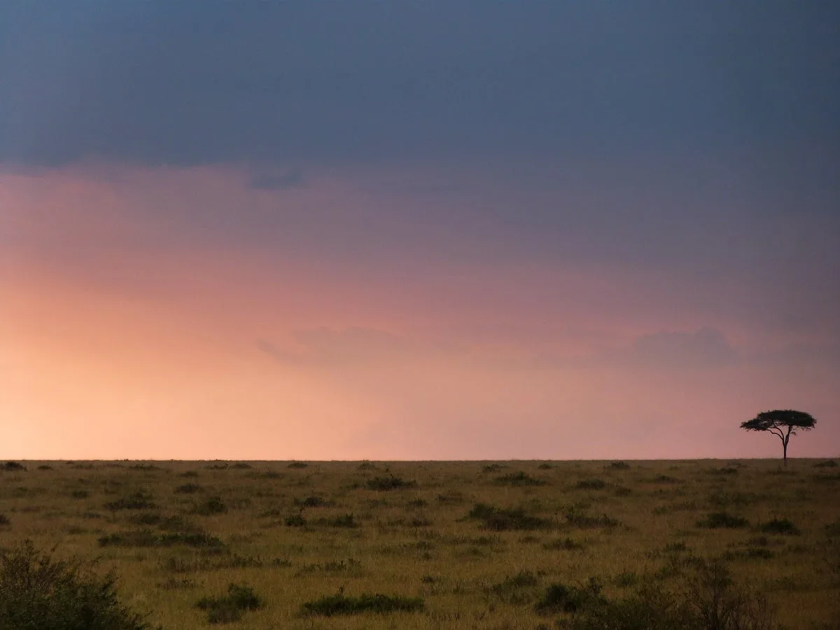 Coucher de soleil sur la savane avec un acacia