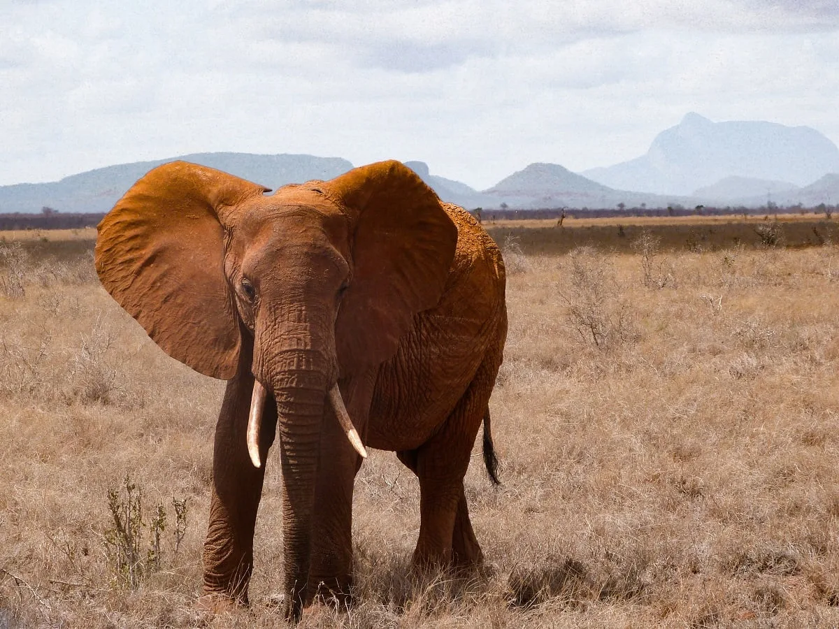 Un éléphant de couleur ocre qui marche dans les herbes sèches