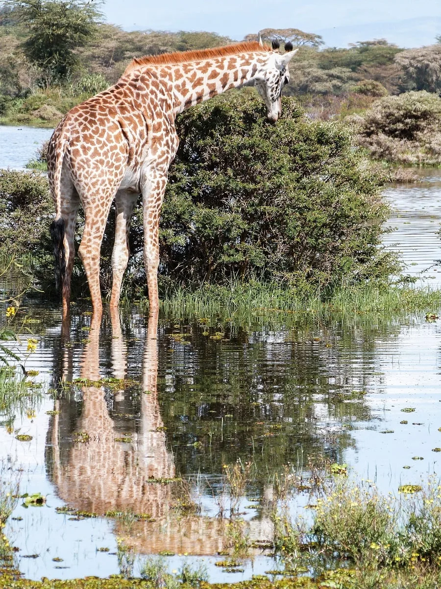 Girafe près d'un arbuste, et qui se reflète dans l'eau