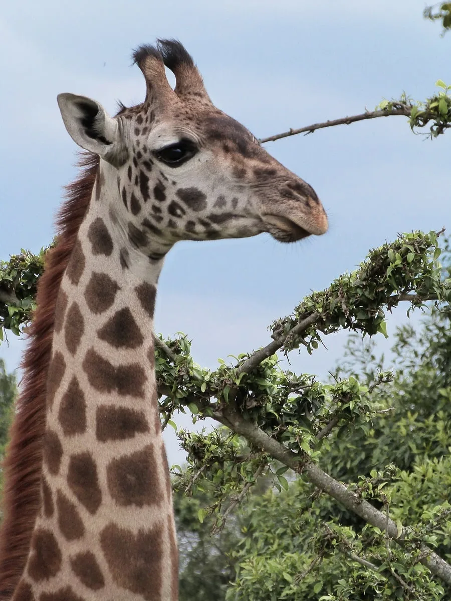 Tête de girafe et son cou, devant des branches