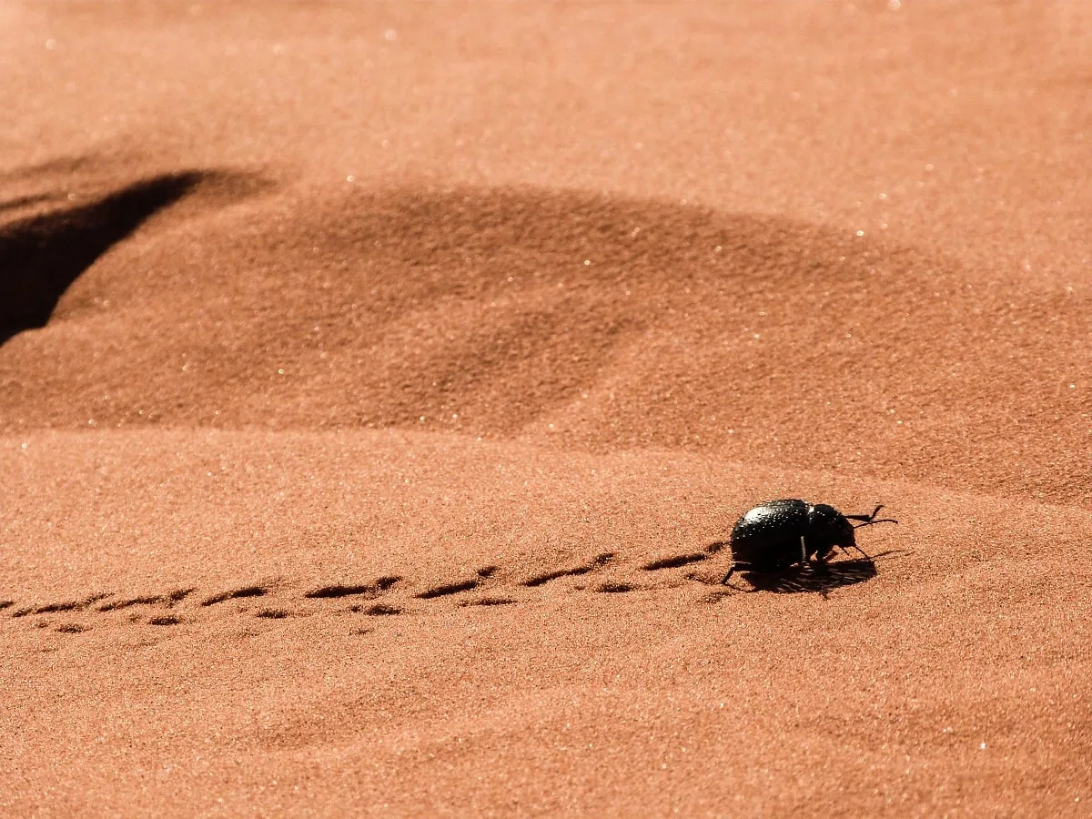 Insecte dans le désert au Maroc