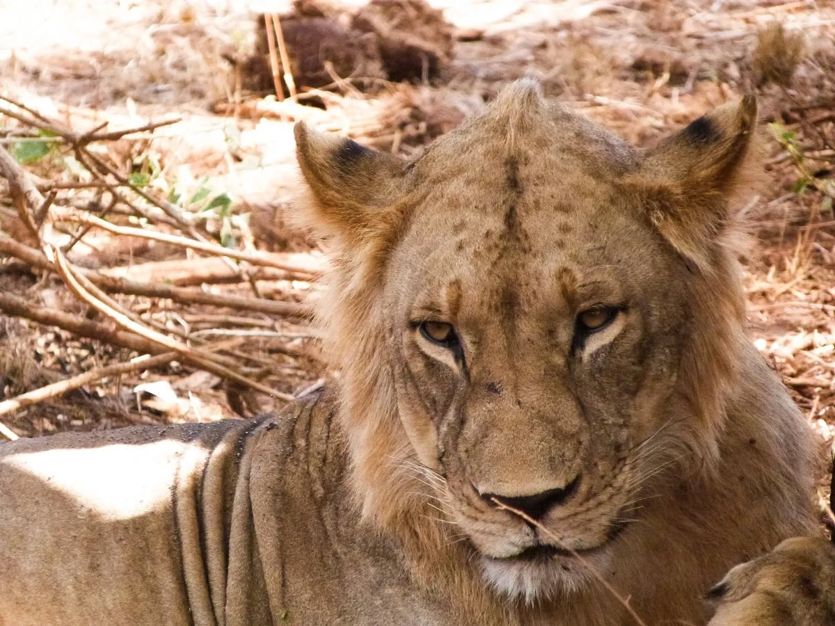 Une lionne qui se repose