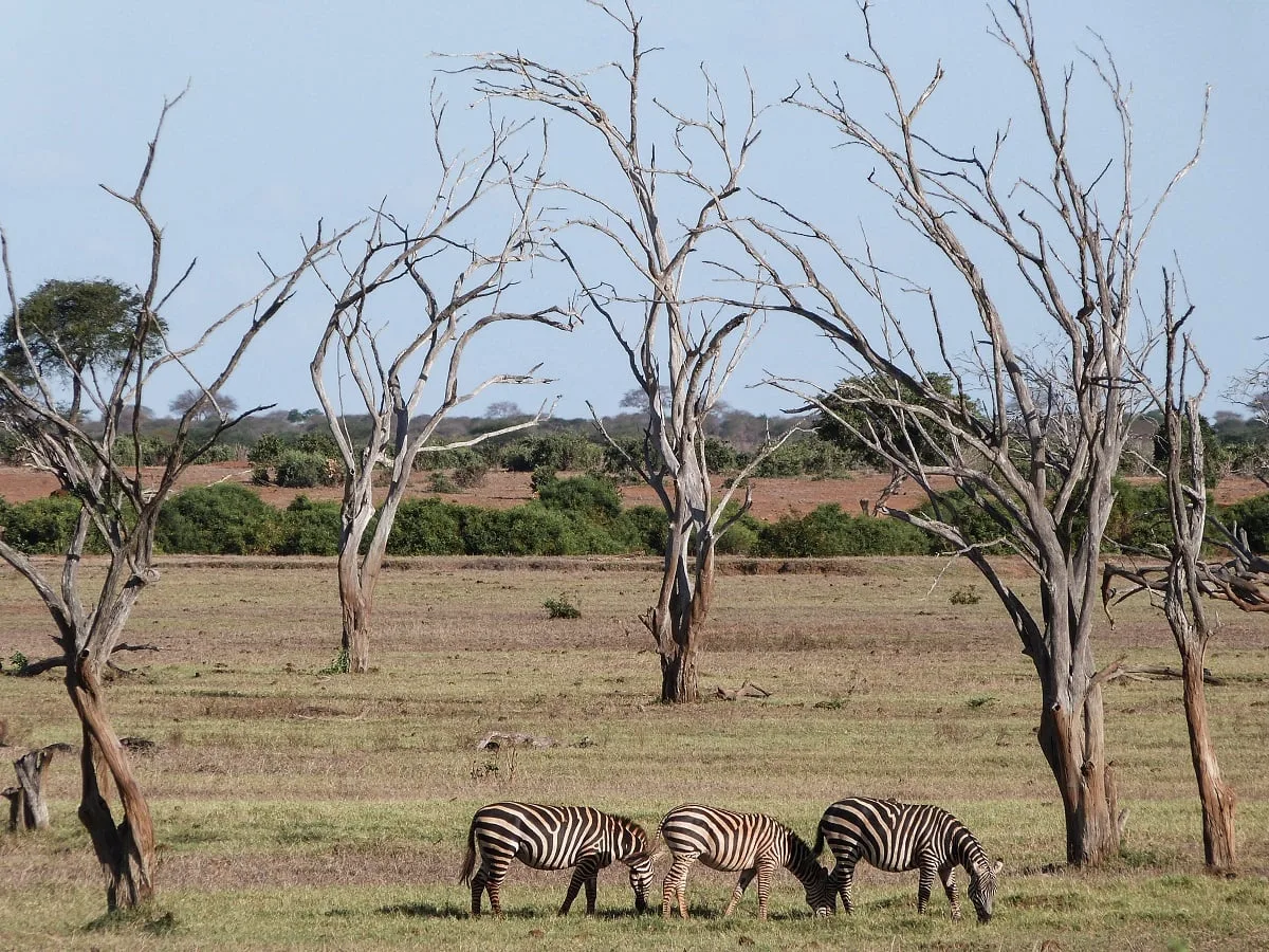 Paysage avec des arbres sans feuillage et des zèbres