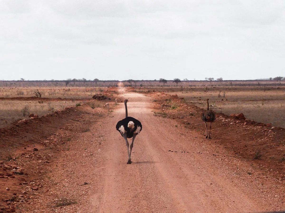 Autruche marchant au milieu d'une piste de terre