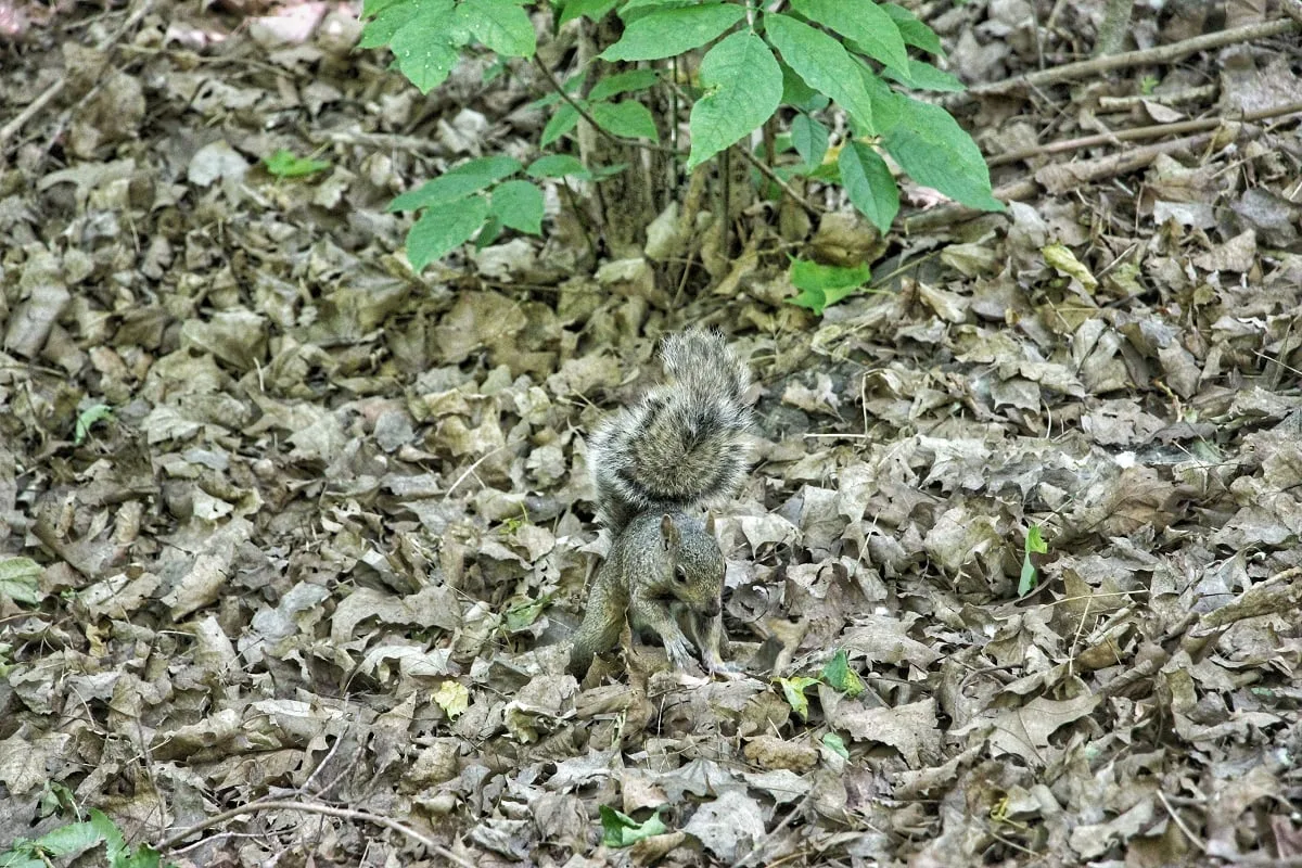 Un écureuil dans le parc du Mont-Royal de Montreal